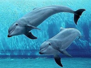 Zee aquarium Cala Gonone